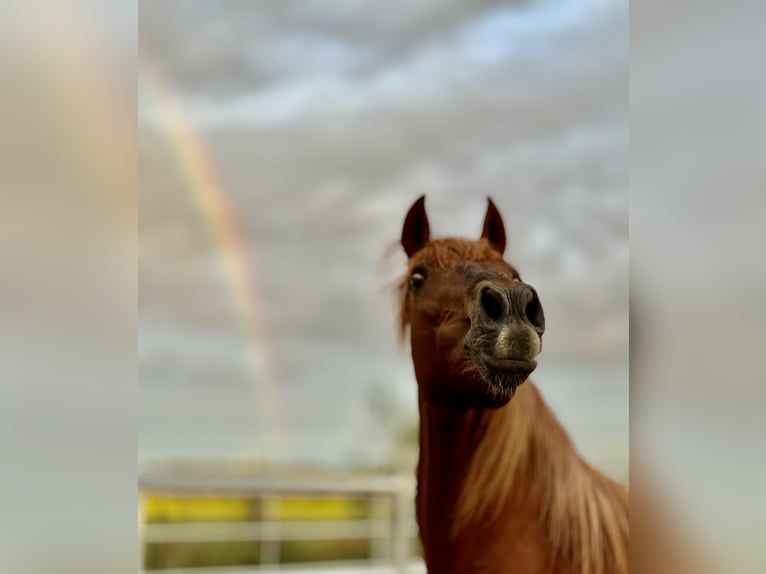 PRE Mix Mare 14 years 15,2 hh Chestnut-Red in Stahnsdorf PRE Mix Mare 14 years 15,2 hh Chestnut-Red in Stahnsdorf