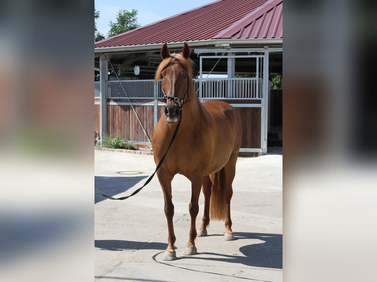 PRE Mare 14 years 15,2 hh Chestnut-Red in Stahnsdorf