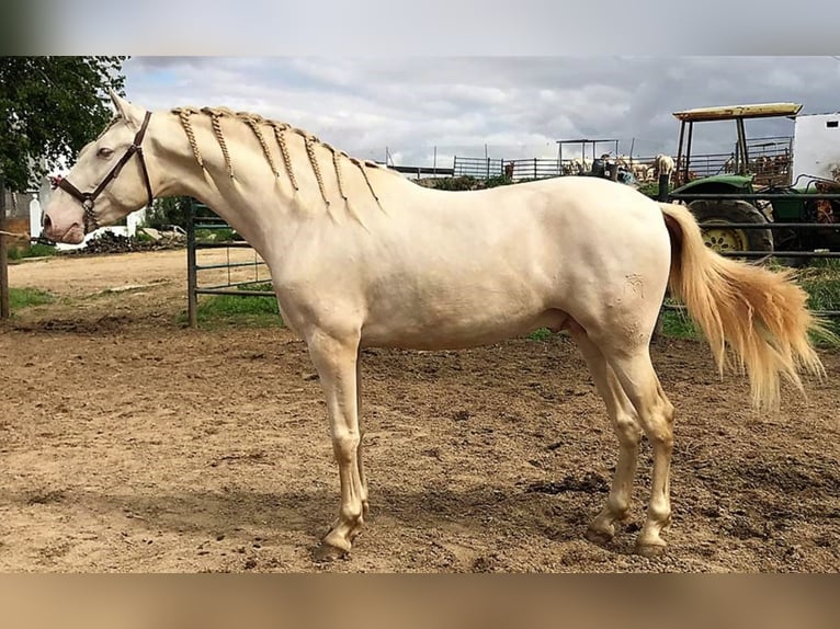 PRE Mare 14 years 16,1 hh Dun in MADRID