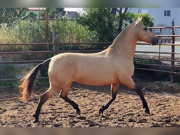 PRE Mare 14 years 16,1 hh Dun in MADRID