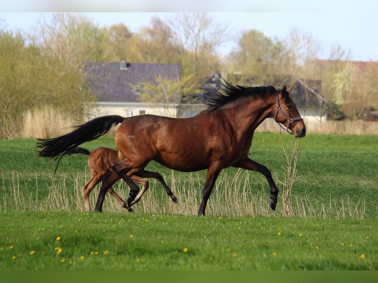 PRE Mare 14 years 16,2 hh Brown in Wremen