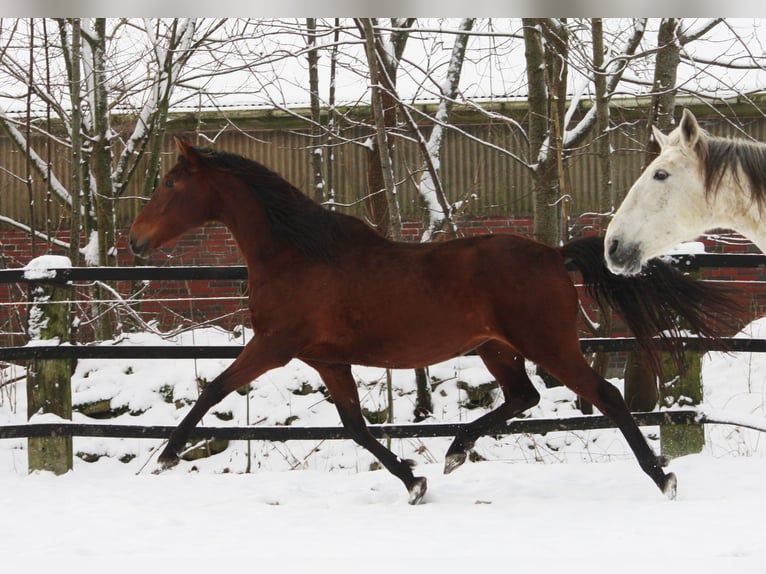 PRE Mare 14 years 16,2 hh Brown in Wremen