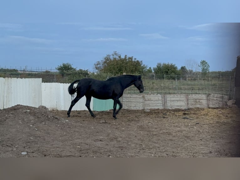 PRE Mare 14 years 16 hh Black in Murchante