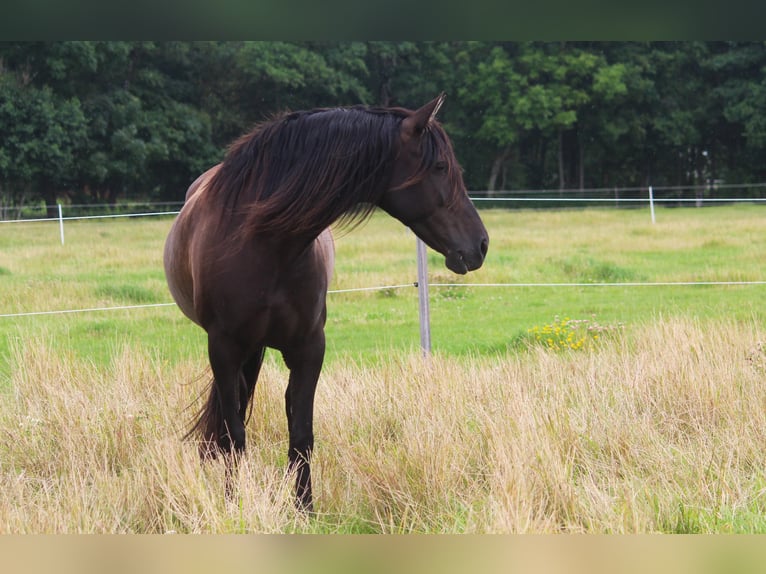 PRE Mare 14 years 16 hh Black in Wremen