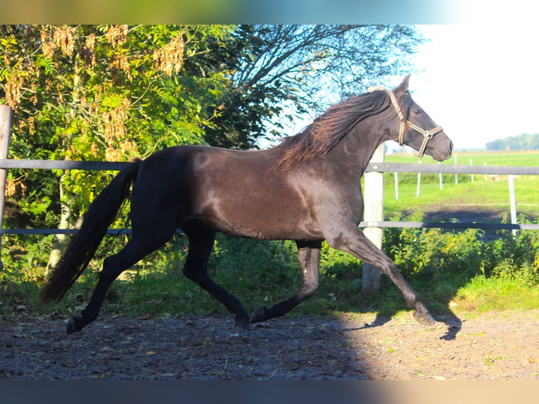 PRE Mare 14 years 16 hh Black in Wremen