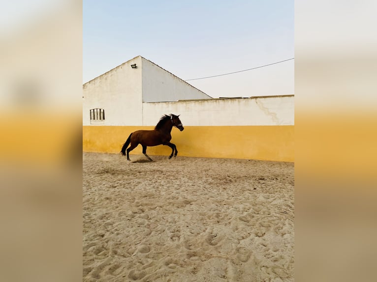 PRE Mix Mare 14 years 16 hh Brown in Catral