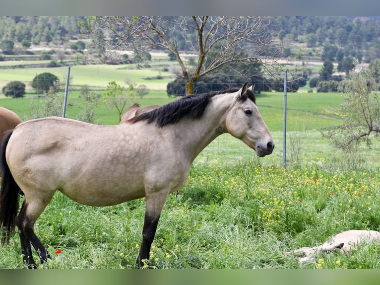 PRE Mare 14 years 16 hh Buckskin in Alcoi/Alcoy