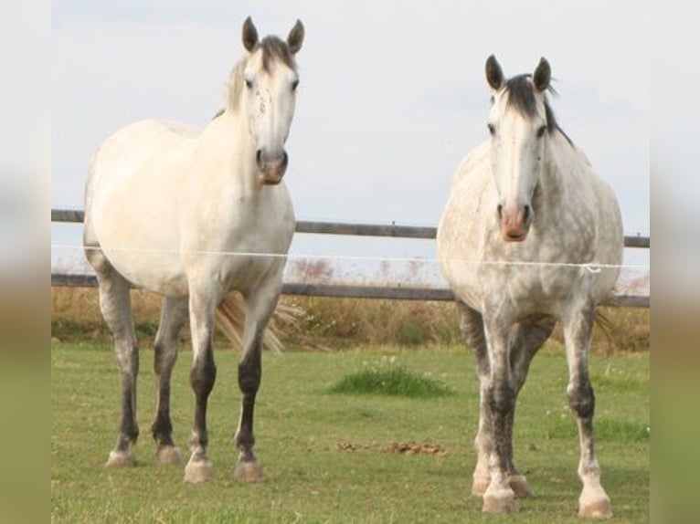 PRE Mare 14 years 16 hh Gray in Saarbrücken PRE Mare 14 years 16 hh Gray in Saarbrücken