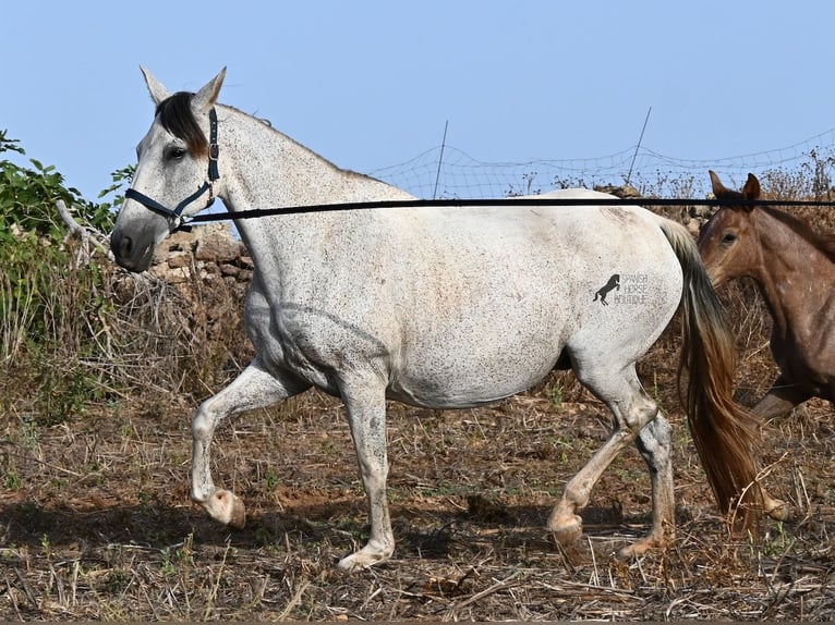 PRE Mix Mare 14 years 16 hh Grey in Menorca
