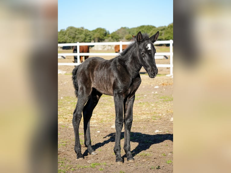 PRE Mare 14 years Grey in COLMENAR VIEJO