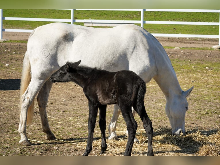 PRE Mare 14 years Grey in COLMENAR VIEJO