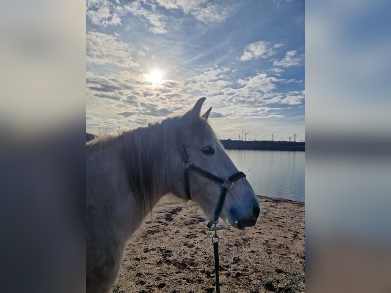 PRE Mix Mare 15 years 14,2 hh Gray in Harbke