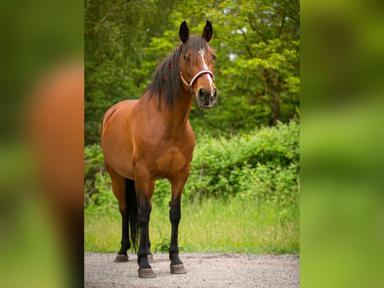 PRE Mix Mare 15 years 15,2 hh Brown in Hönow
