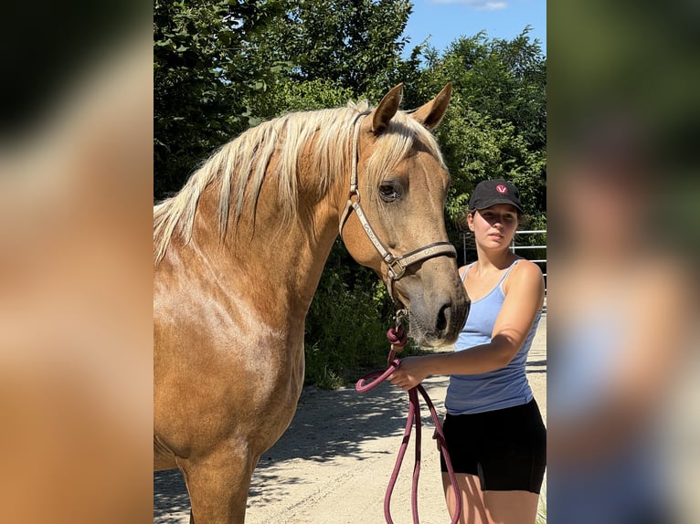 PRE Mare 15 years 15,2 hh Chestnut-Red in Stahnsdorf
