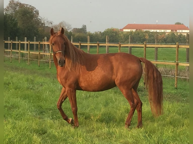 PRE Mare 15 years 15,2 hh Chestnut-Red in Stahnsdorf