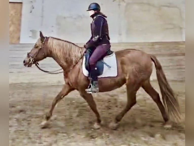 PRE Mare 15 years 15.2 hh Chestnut-Red in Stahnsdorf