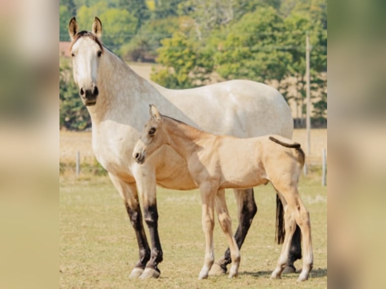 PRE Mare 15 years 15.3 hh Dun in Vesancy