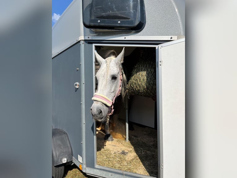 PRE Mix Mare 15 years 15 hh Gray in Nürensdorf