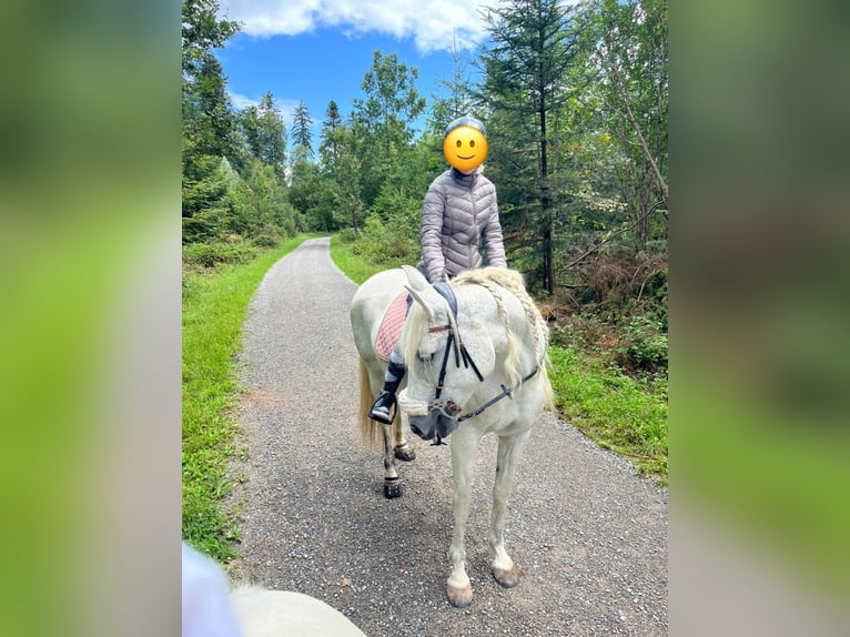 PRE Mix Mare 15 years 15 hh Gray in Nürensdorf