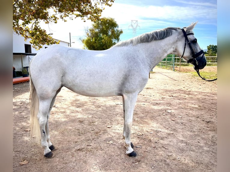 PRE Mix Mare 15 years 15 hh Grey in Cartagena