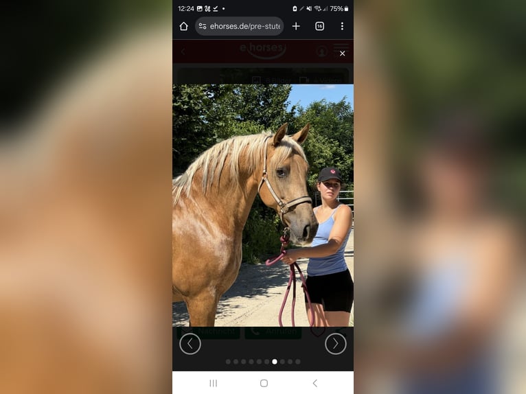 PRE Mare 15 years 15,2 hh Chestnut-Red in Sperenberg