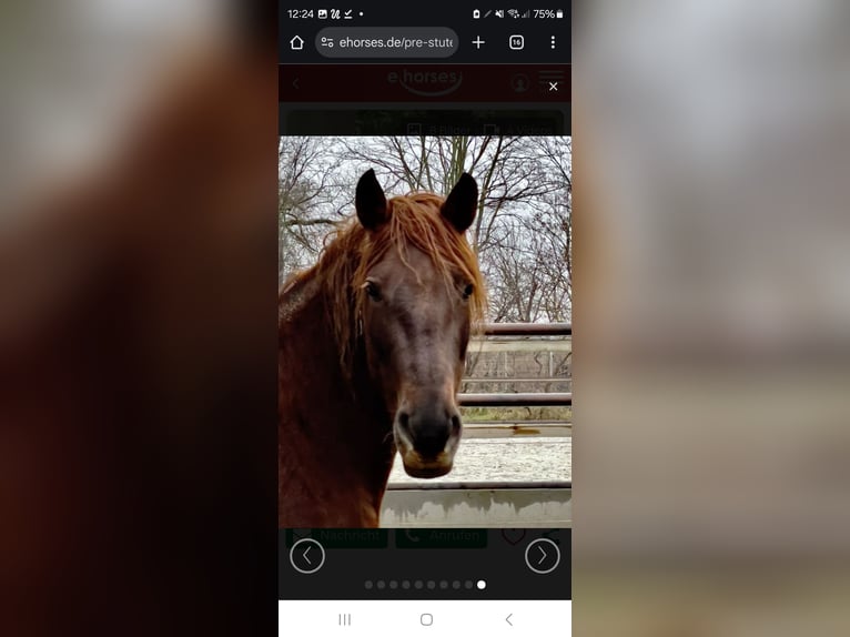 PRE Mare 15 years 15,2 hh Chestnut-Red in Sperenberg