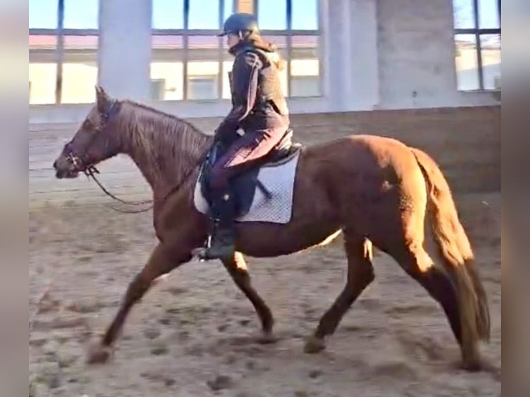 PRE Mare 15 years 15,2 hh Chestnut-Red in Stahnsdorf