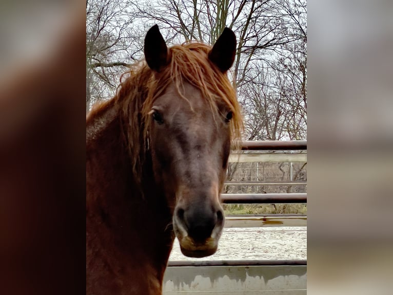 PRE Mare 15 years 15,2 hh Chestnut-Red in Stahnsdorf