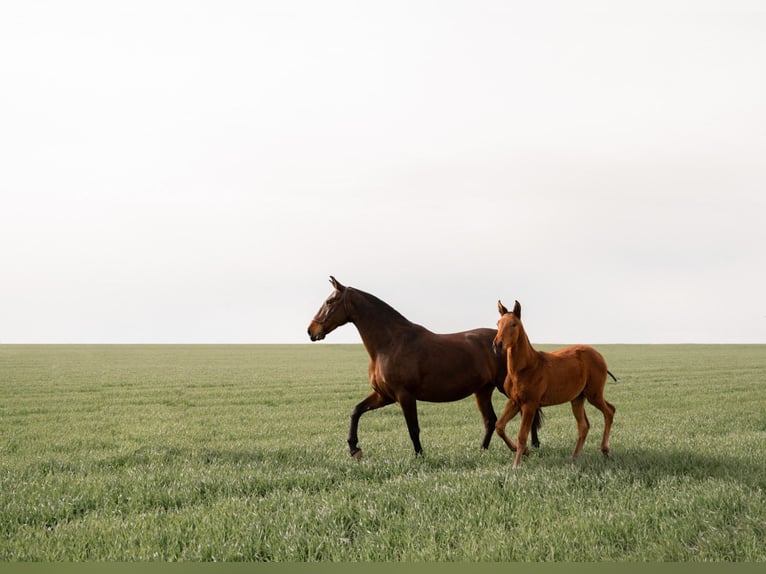 PRE Mare 15 years 16.1 hh  in Albacete