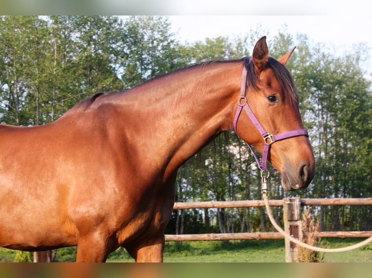 PRE Mare 15 years 16,2 hh Brown in Wremen