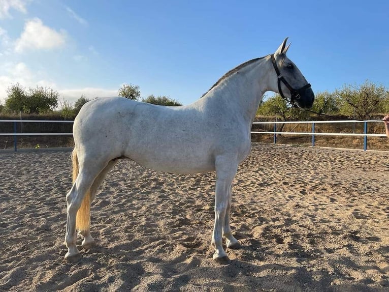 PRE Mix Mare 15 years 16.2 hh Grey in Veendam