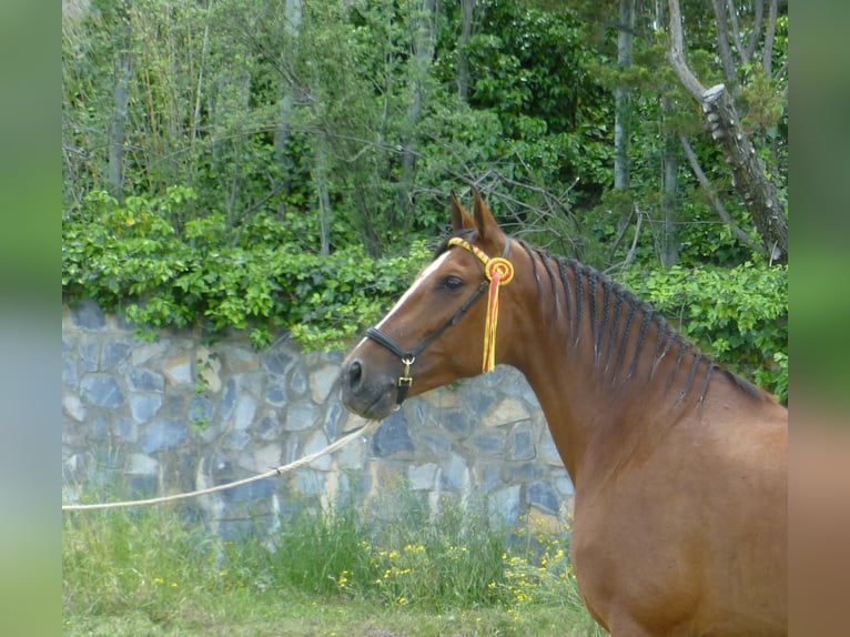 PRE Mare 15 years 16 hh Brown-Light in Sax