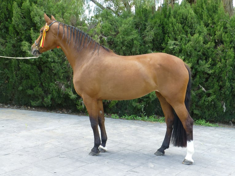 PRE Mare 15 years 16 hh Brown-Light in Sax