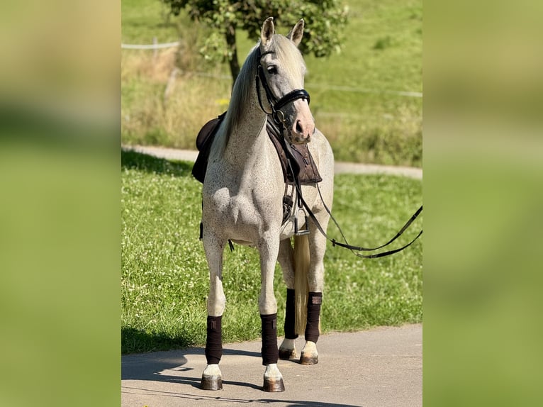 PRE Mare 15 years 16 hh Grey-Fleabitten in Saarbrücken
