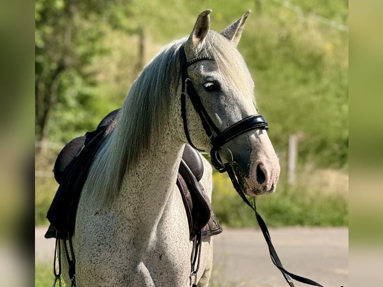 PRE Mare 15 years 16 hh Grey-Fleabitten in Saarbrücken