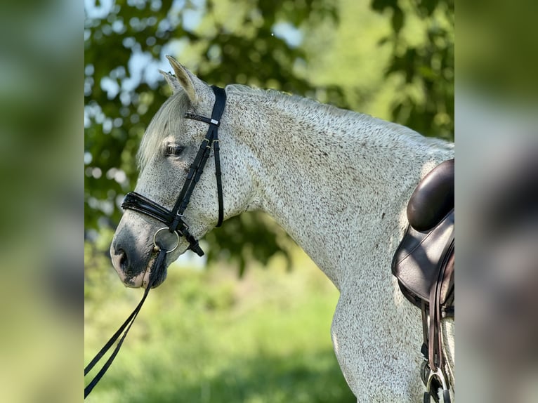 PRE Mare 15 years 16 hh Grey-Fleabitten in Saarbrücken