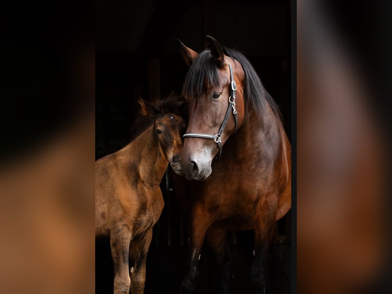 PRE Mix Mare 15 years 16,2 hh in Ruppichteroth