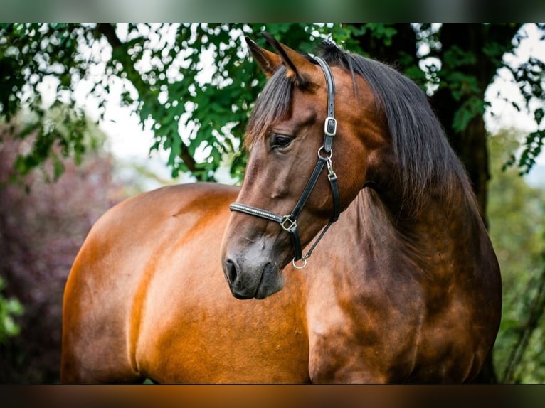 PRE Mix Mare 15 years 16,2 hh in Ruppichteroth