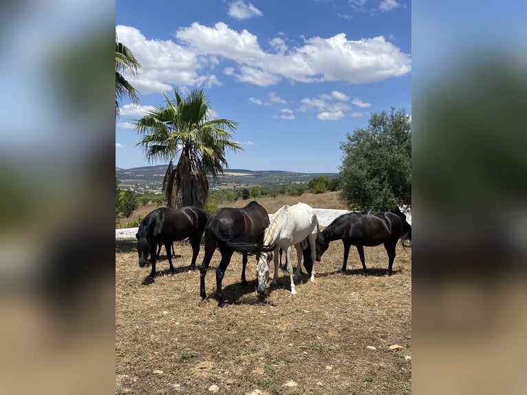 PRE Mix Mare 15 years Brown in Setenil De Las Bodegas