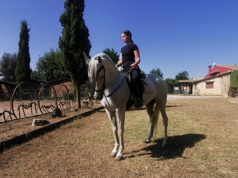 PRE Mix Mare 16 years 14,3 hh Grey in Grajera