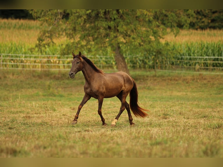 PRE Mix Mare 16 years 15,1 hh Black in Waldshut-Tiengen