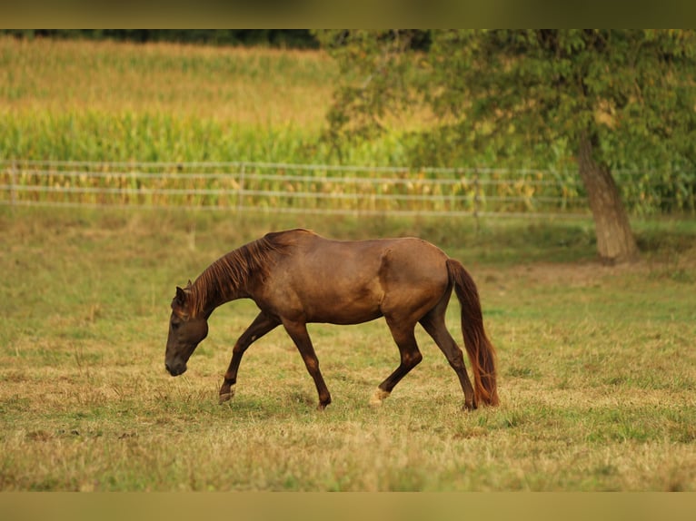 PRE Mix Mare 16 years 15,1 hh Black in Waldshut-Tiengen