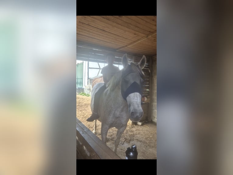 PRE Mare 16 years 15,1 hh Gray-Fleabitten in Zülpich