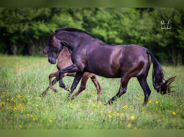 PRE Mare 16 years 15,2 hh Black in DEAUVILLE