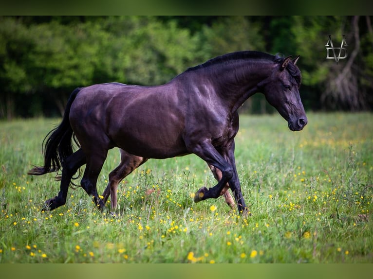 PRE Mare 16 years 15,2 hh Black in DEAUVILLE