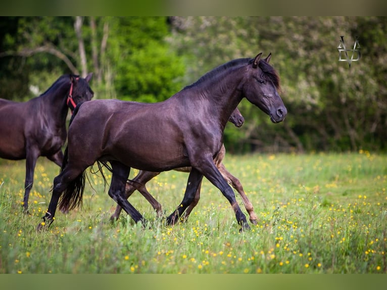 PRE Mare 16 years 15,2 hh Black in DEAUVILLE