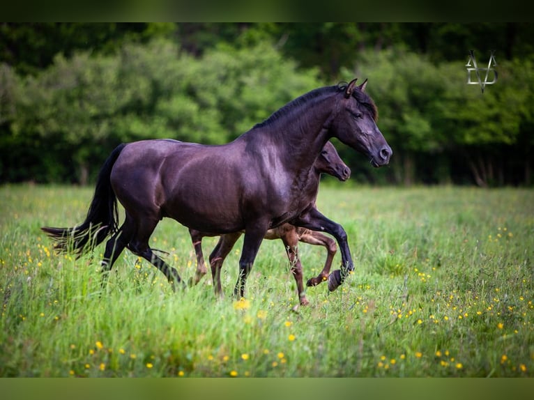 PRE Mare 16 years 15,2 hh Black in DEAUVILLE