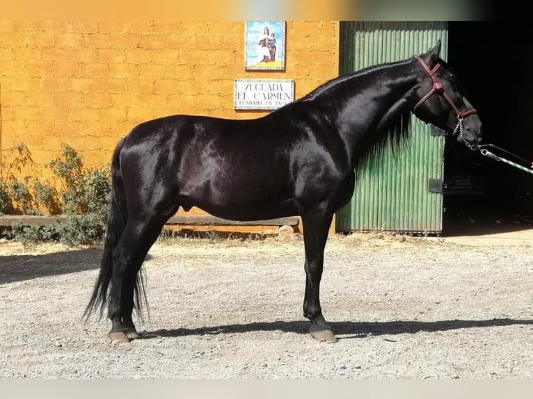 PRE Mare 16 years 15,2 hh in Aachen