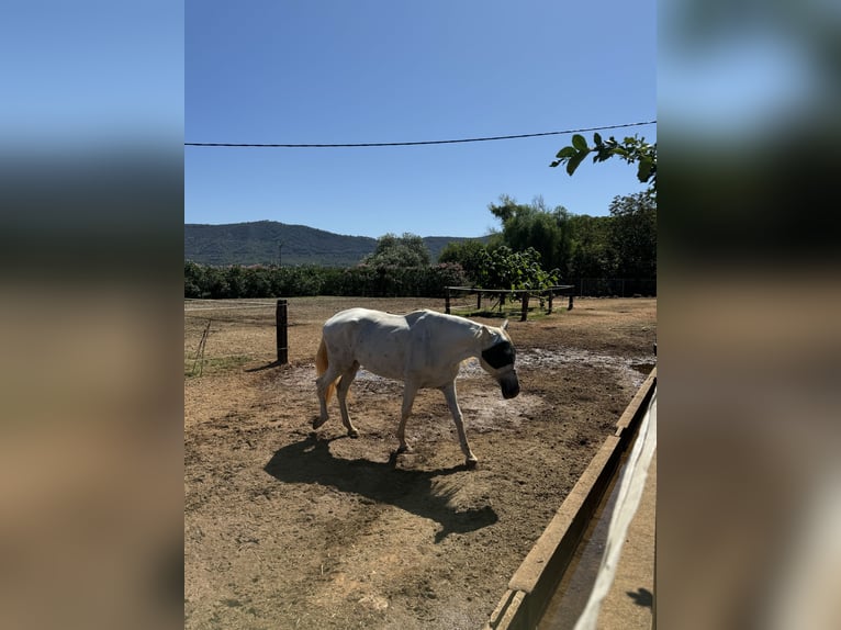 PRE Mare 16 years 16 hh Gray in CanalsCanals