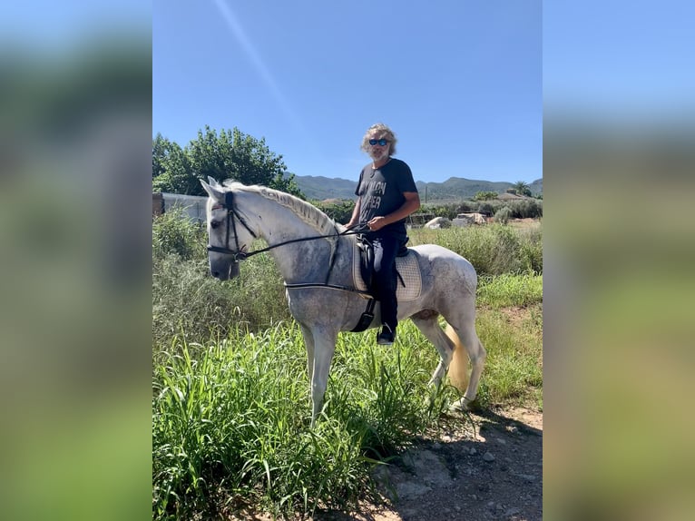 PRE Mare 16 years 16 hh Gray in CanalsCanals